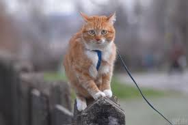 We did not find results for: Den Koshek 2020 Istoriya Prazdnika Luchshie Video S Koshkami Kartinki Unian