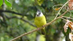 Names Birds That Start With Q Crested Finchbill Spizixos Canifrons Poshuk Google Crest Birds Search