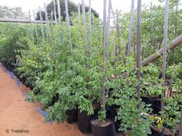 Image result for Berchemia discolor