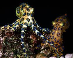 Hapalochalena Lunulata Colorful Animals Octopus Species Animals