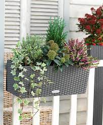 Jardinerie riera à venelles et aix en provence vous propose un grand choix de plantes d'extérieures. Choisir Une Plante Pour Jardiniere Quelques Idees Et Astuces Archzine Fr Plante Pour Jardiniere Jardinieres D Hiver Decoration Jardin