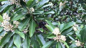 Please check back september 2021 to see our online catalog for the next shipping. Prunus Caroliniana Carolina Cherry Laurel Carolina Cherry Laurel Carolina Laurel Cherry North Carolina Extension Gardener Plant Toolbox