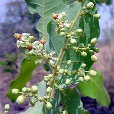 Image result for Aspilia kotschyi