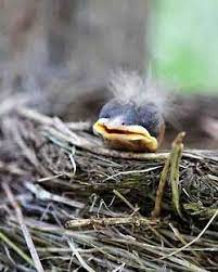 We did not find results for: Pictures Of Newborn Baby Birds Newborn Baby