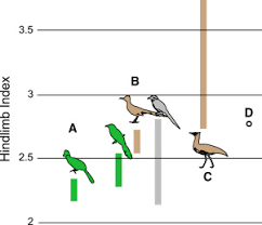 Each class is divided into smaller groups called orders, and each order is divided into families. Early Evolution Of Modern Birds Structured By Global Forest Collapse At The End Cretaceous Mass Extinction Sciencedirect