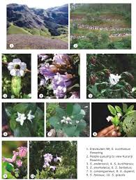 Image result for Endostemon villosus