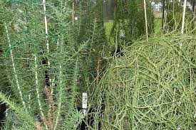 Image result for Agelanthus terminaliae