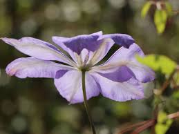 I love this clematis because it has the longest bloom period i have ever seen for a clematis.it is a beautiful bell shaped dark purple flower with a royal purple/blue pattern on outside of petal. Clematis Mrs Cholmondeley Clematis Mrs Cholmondeley Baumschule Horstmann