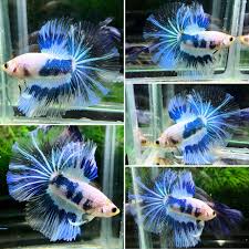 White Blue Hm Male Betta Betta Fish Nature Color Palette