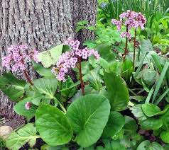 Quelles Especes De Plantes D Ombre Cultiver Dans Nos Jardins Avec Images Plante Ombre Jardin D Ombre Bordure Jardin