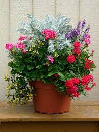 We did not find results for: Outdoor Container Gardening Planting A Beautiful Pot Of Flowers Container Flowers Container Gardening Flowers Garden Containers