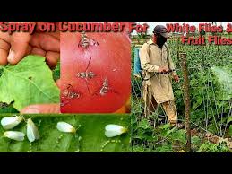 Image result for whitefly in cucumber