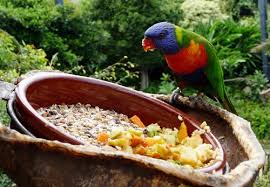Resultado de imagen de imagenes de loro parque