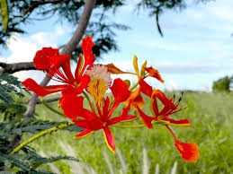 Image result for Fabaceae subfamily Caesalpinioideae