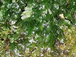 Image result for Polyphlebium