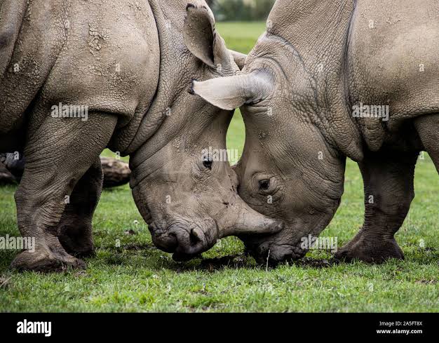 Rhinoceros fighting hi-res stock photography and images - Alamy
