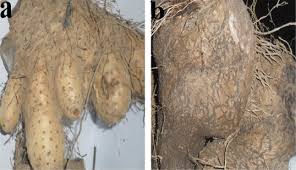 Image result for Dioscorea dumetorum