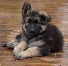 Shiloh shepherd puppies for sale california. 16 Shiloh Shepherd Ideas Shiloh Shepherd Dogs Shepherd
