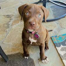 Get a boxer, husky, german shepherd, pug, and more on kijiji, canada's #1 chocolate lab in dogs & puppies for rehoming in ontario. Chocolate Lab Pitbull Puppy Lab Pitbull Mix Puppy Pitbull Mix Puppies Puppies