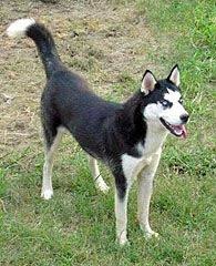 Siberian Husky Black And White Blue Eyes Lost Please Share Female Siberian Husky Black And White With Blue Eyes Answers To The Name Of Luna Female Siberian Husky Losing A Dog Puppies And Kitties