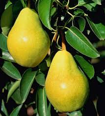 Poirier Williams Pyrus Communis Bon Chretien William S En Pot Arbre Fruitier Le Poire Pyrus
