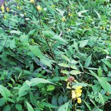 Image result for Dissotis ruandensis