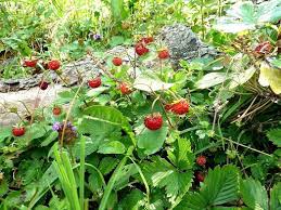 Walderdbeeren Bodendecker Wuchern Plants Garden Potted Plants