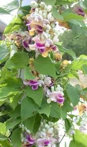 Image result for Vigna oblongifolia