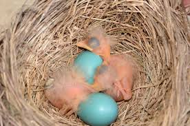 Image result for Robin Egg Blue 2018 Fleet