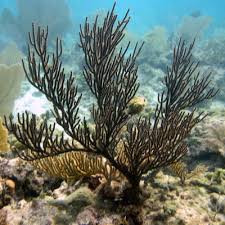 Image result for Searsia refracta