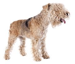 Image result for lakeland teriér