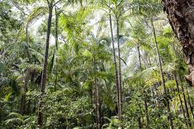 Australian Jungle Natural Green Jungle In The Rainforest Of Australia Sponsored Natural Jungle Australian Green Australia Rainforest Jungle Image