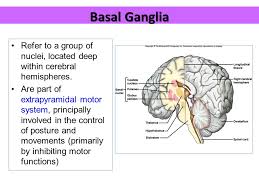 It is part of a basic feedback circuit, receiving information from several sources. Basal Ganglia Ppt Video Online Download