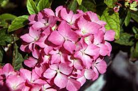 The plant is mounding and compact. File Hydrangea Macrophylla Pink Elf 0zz Jpg Wikimedia Commons