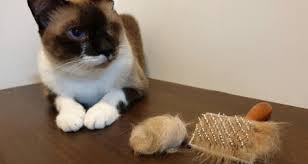 See full list on pets.webmd.com Hairballs In Cats Are They Normal Petcoach