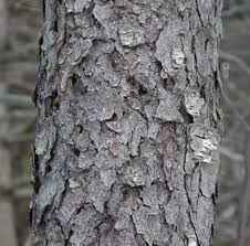 The most recognized of these are the stately black cherry tree, prunus chokecherry thrives throughout most of the us, advantageously forming thickets around edges. Greater Michigan Timber Management Black Cherry