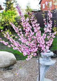 Indoor trees have the same effect in a room that a large piece of furniture has. Large 6 7ft Prunus Triloba Double Flowering Cherry Almond Tree