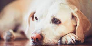 Niereninsuffizienz Bei Hunden Hunde Kausnacks Magazin