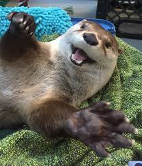 Now I Know Why Otters Are Popular Cartoon Characters Otters Cute Otters Baby Otters