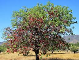 Image result for Schotia capitata