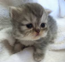 In winter and early spring we have very few kittens to choose from. Newborn Baby Kittens For Free Newborn Baby