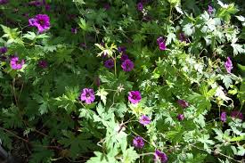Best flowering ground cover plants. Bigroot Geranium Landscape Architect S Pages