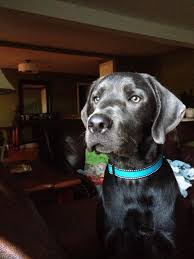 Charcoal Lab 7 Months Old Charcoal Lab Puppies Charcoal Lab Lab Puppies