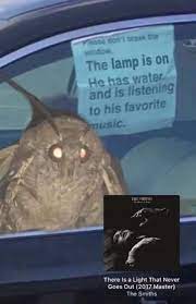 Moth Memes Are The Best Memes In Ages Moth Lamp Stupid Memes Moth Funny Memes