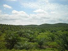 The malaysian palm oil board (mpob) atau lembaga minyak sawit malaysia (mpob) is a government agency responsible for the promotion and development of the palm oil industry in malaysia.the mpob is one of agencies under malaysia's ministry of plantation industries and. Lembaga Minyak Sawit Malaysia Wikipedia Bahasa Melayu Ensiklopedia Bebas