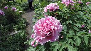 Maybe you would like to learn more about one of these? Der Schau Und Sichtungsgarten Am Hermannshof In Weinheim Youtube