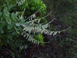 Image result for Crotalaria distans