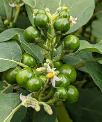Image result for Solanum aethiopicum