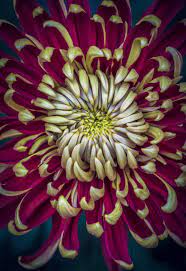 Kiku Japanese Chrysanthemums Crysanthemum Flower Chrysanthemum Plant Chrysanthemum Flower
