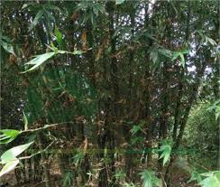 Image result for Bambusa balcooa